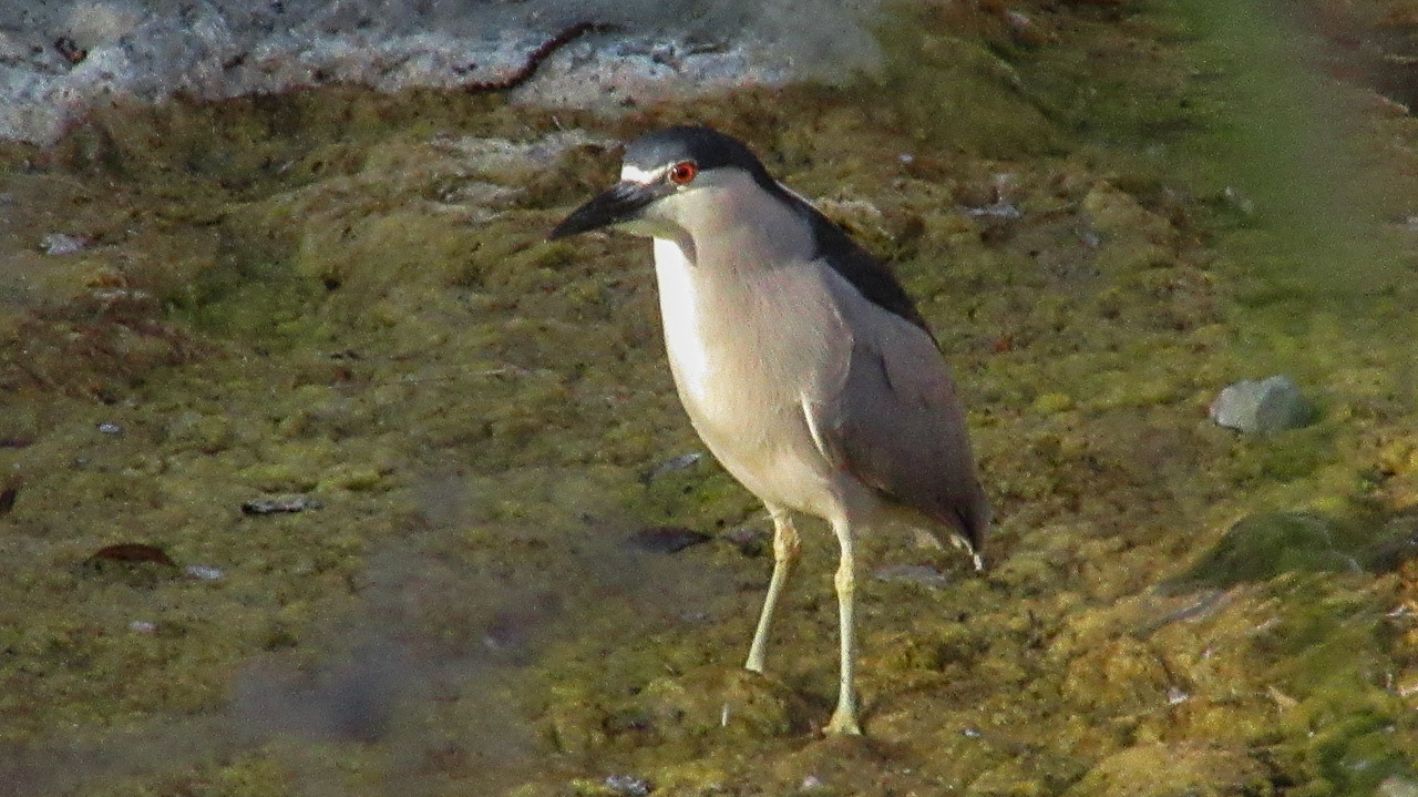 Black-Crowned Night-Heron, Stevens Creek, Mountain View, CA