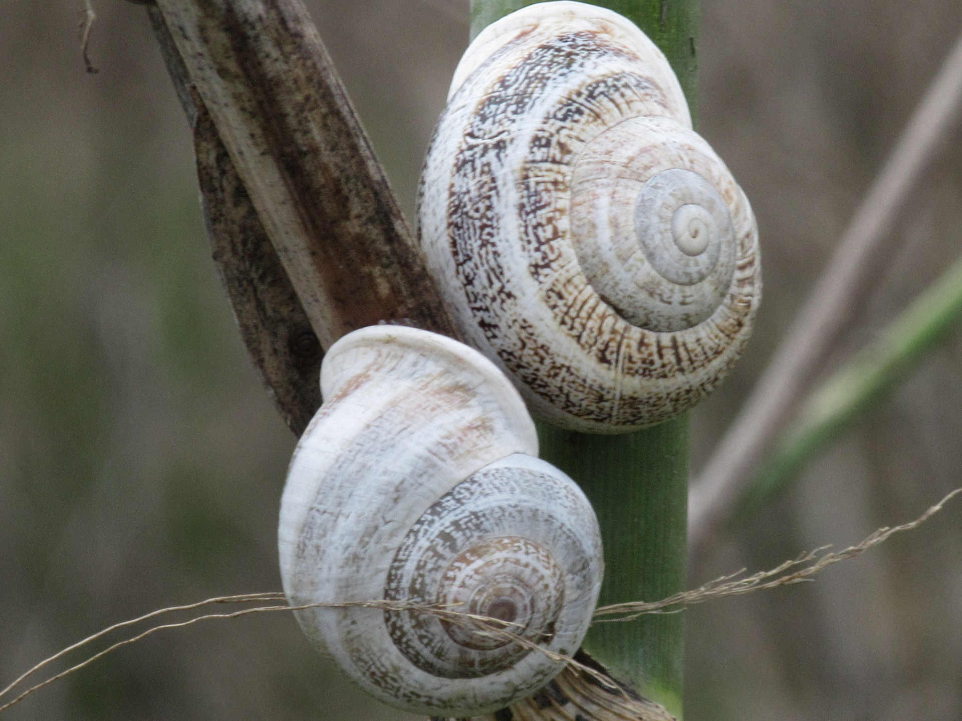 Two Snails, Stevens Creek Trail, Mountain View, CA