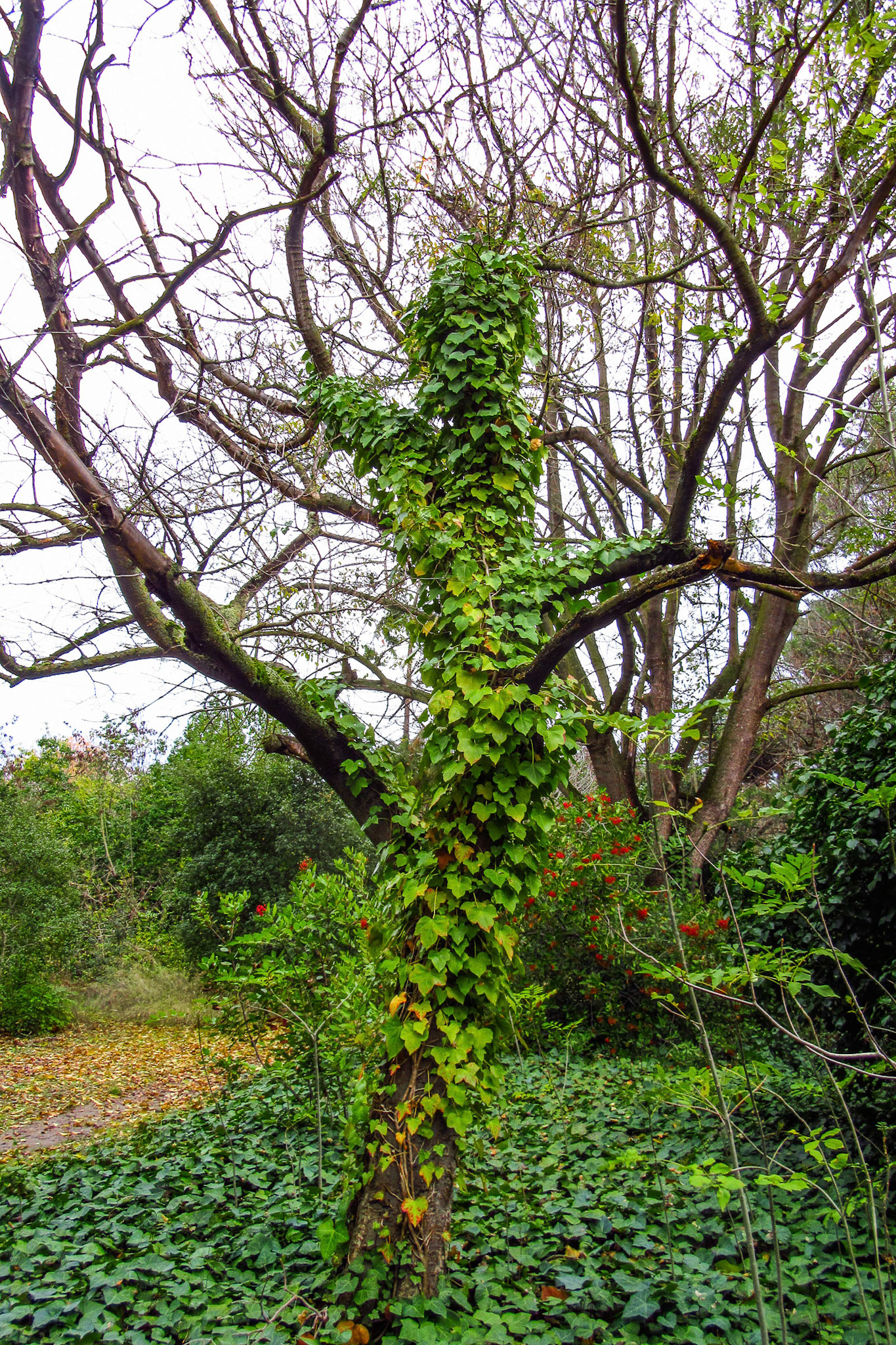 Ivy On Tree In December