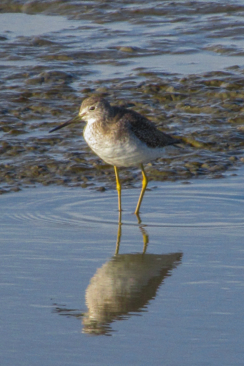 Greater Yellowlegs
(Tringa melanoleuca), Stevens Creek Outflow, Mountain View, CA