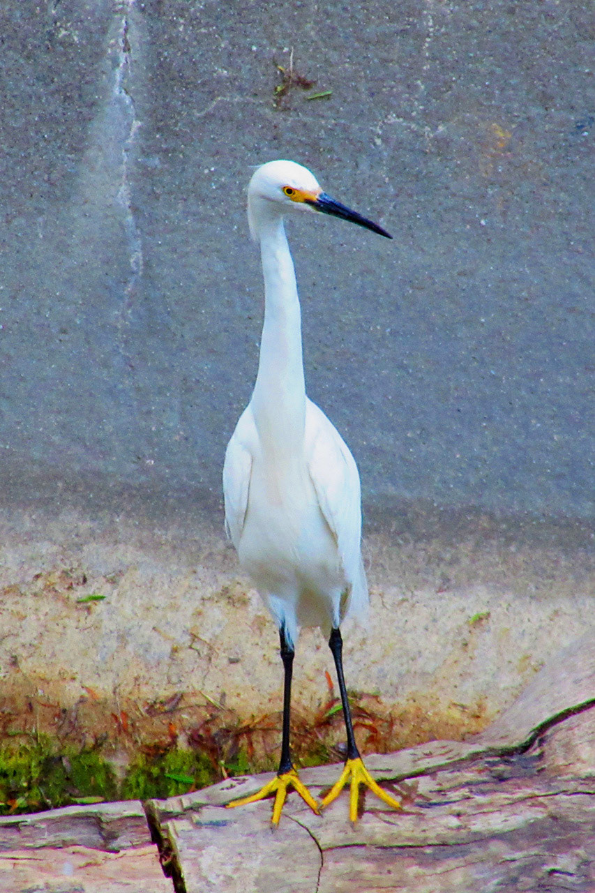 Egret, Stevens Creek, Mountain View, CA