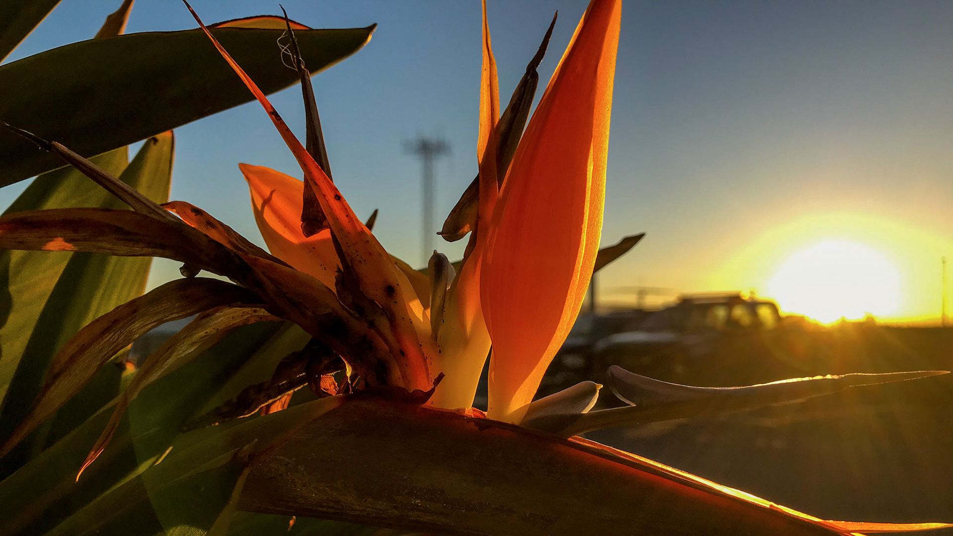 Bird-of-Paradise At Sundown