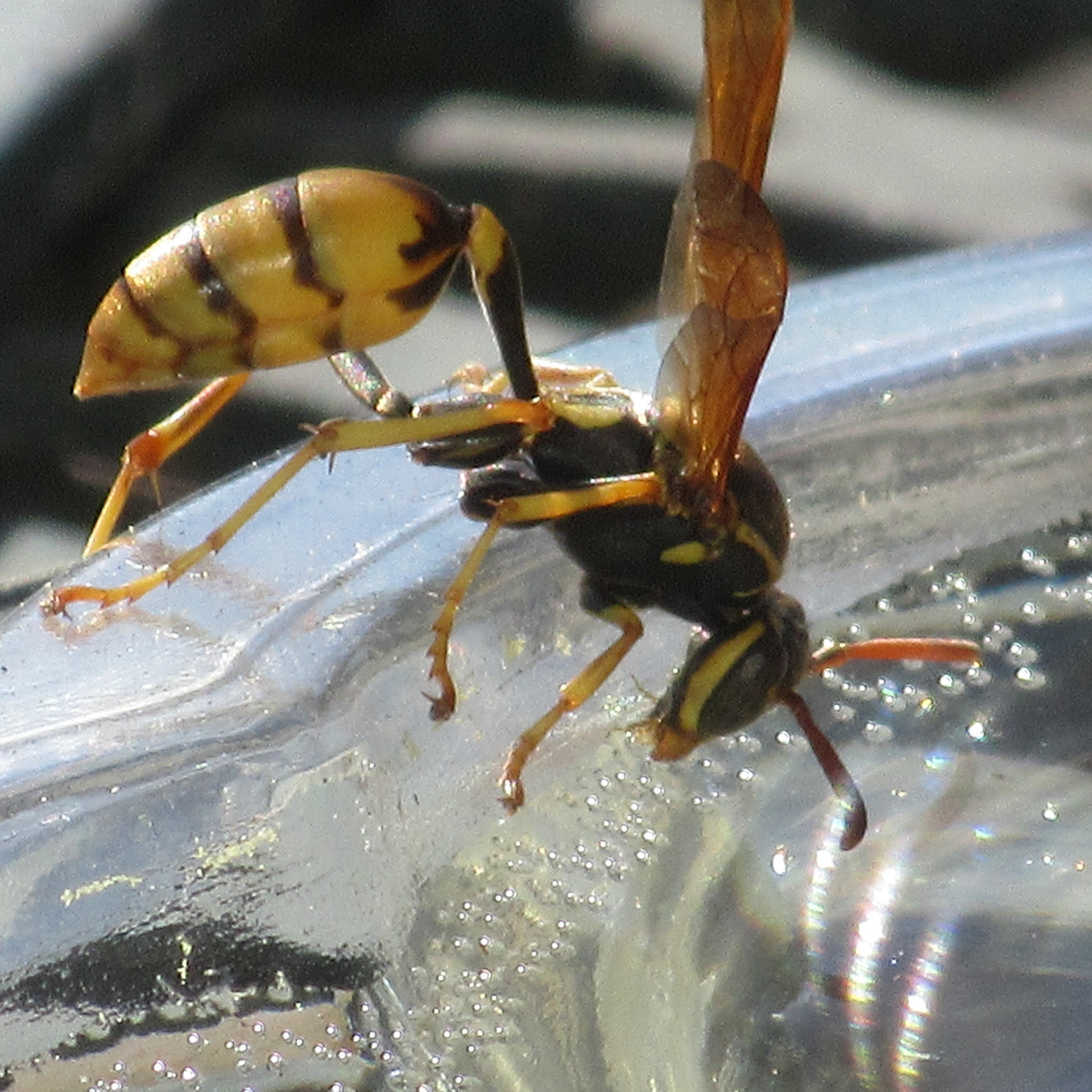 Yellow Jacket