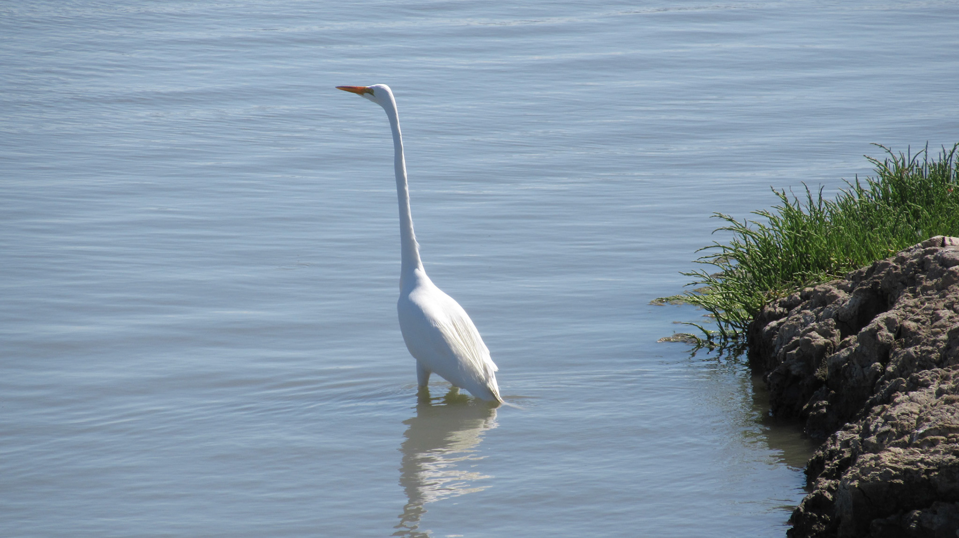 Ergret, Don Edwards Wildlife Refuge, SF Bay Wetlands