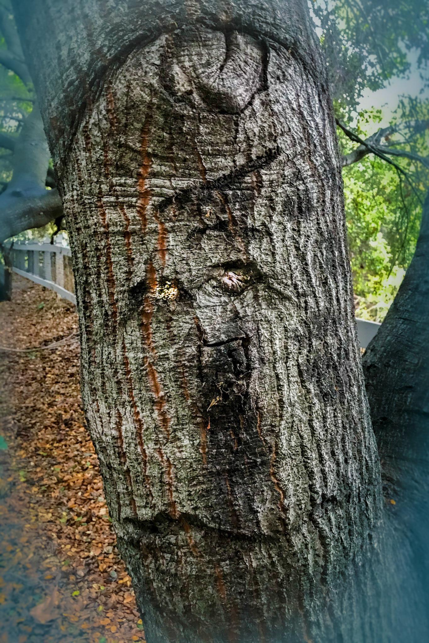 Tree Spirit