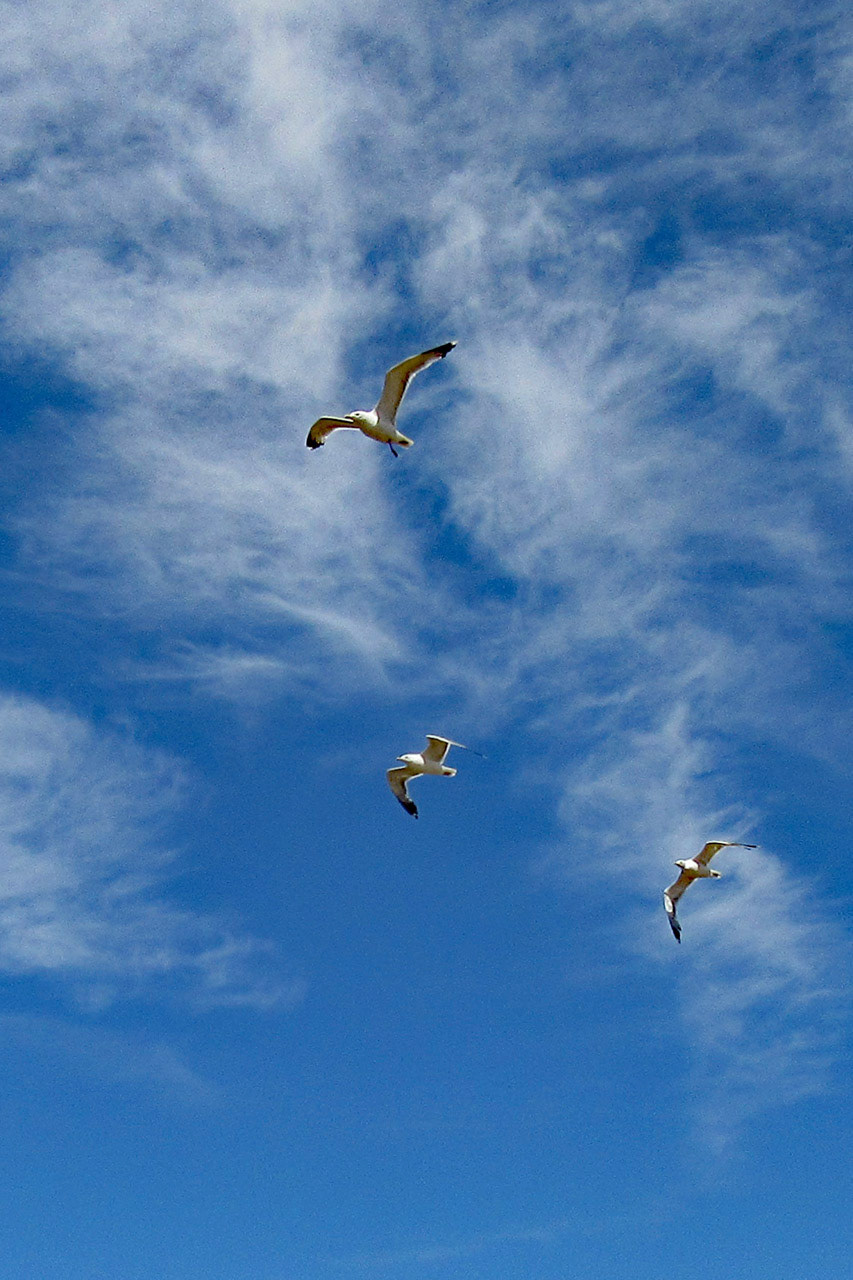SF Bay Gulls In Flight, SF Bay Wetlands