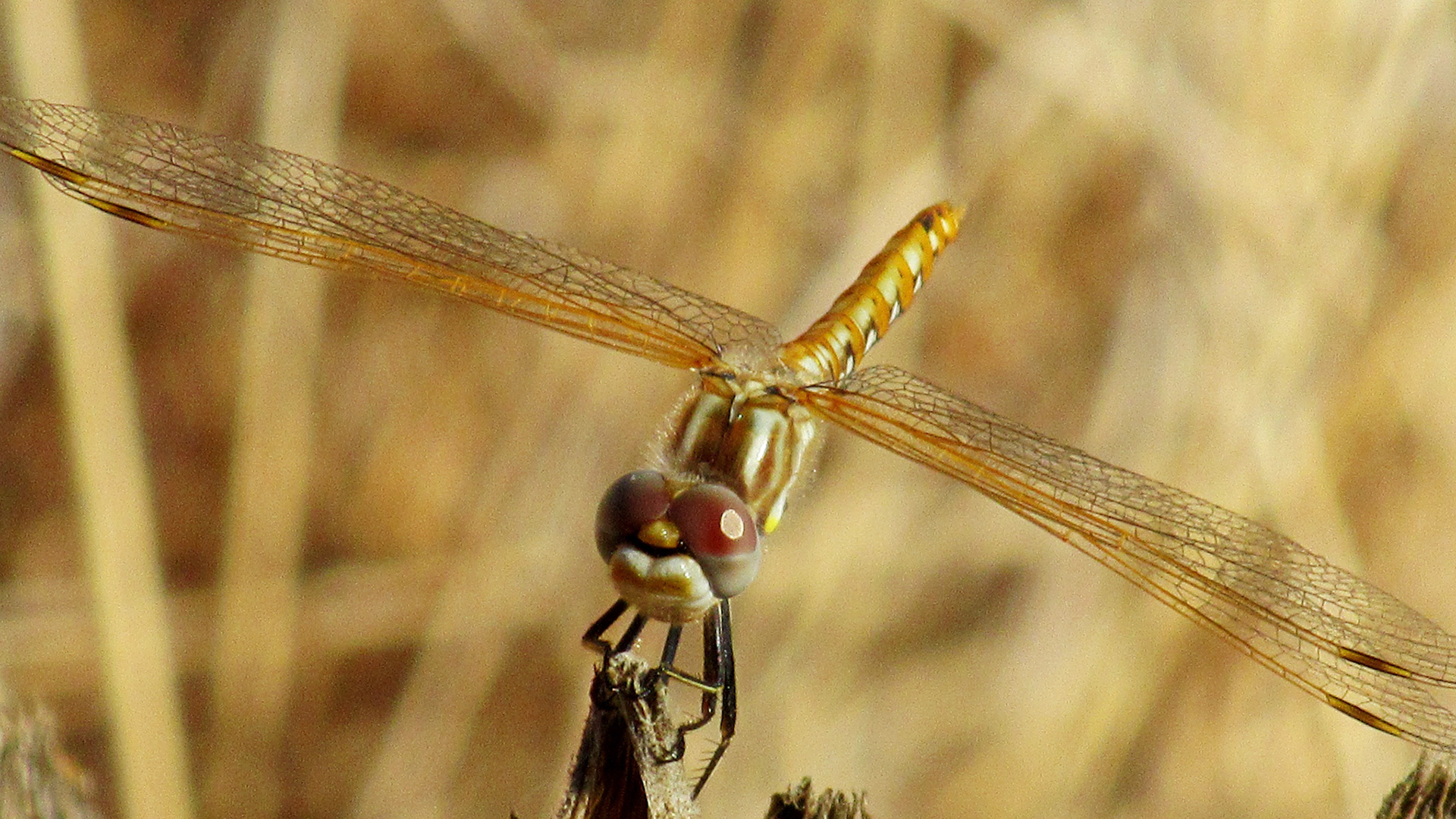 Dragonfly, Stevens Creek Trail, Mountain View, CA