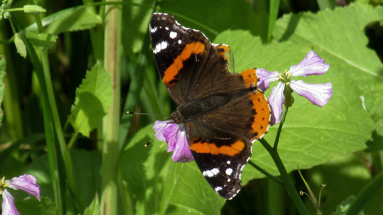Red Admiral, Vanessa atalanta, Mountain View, CA