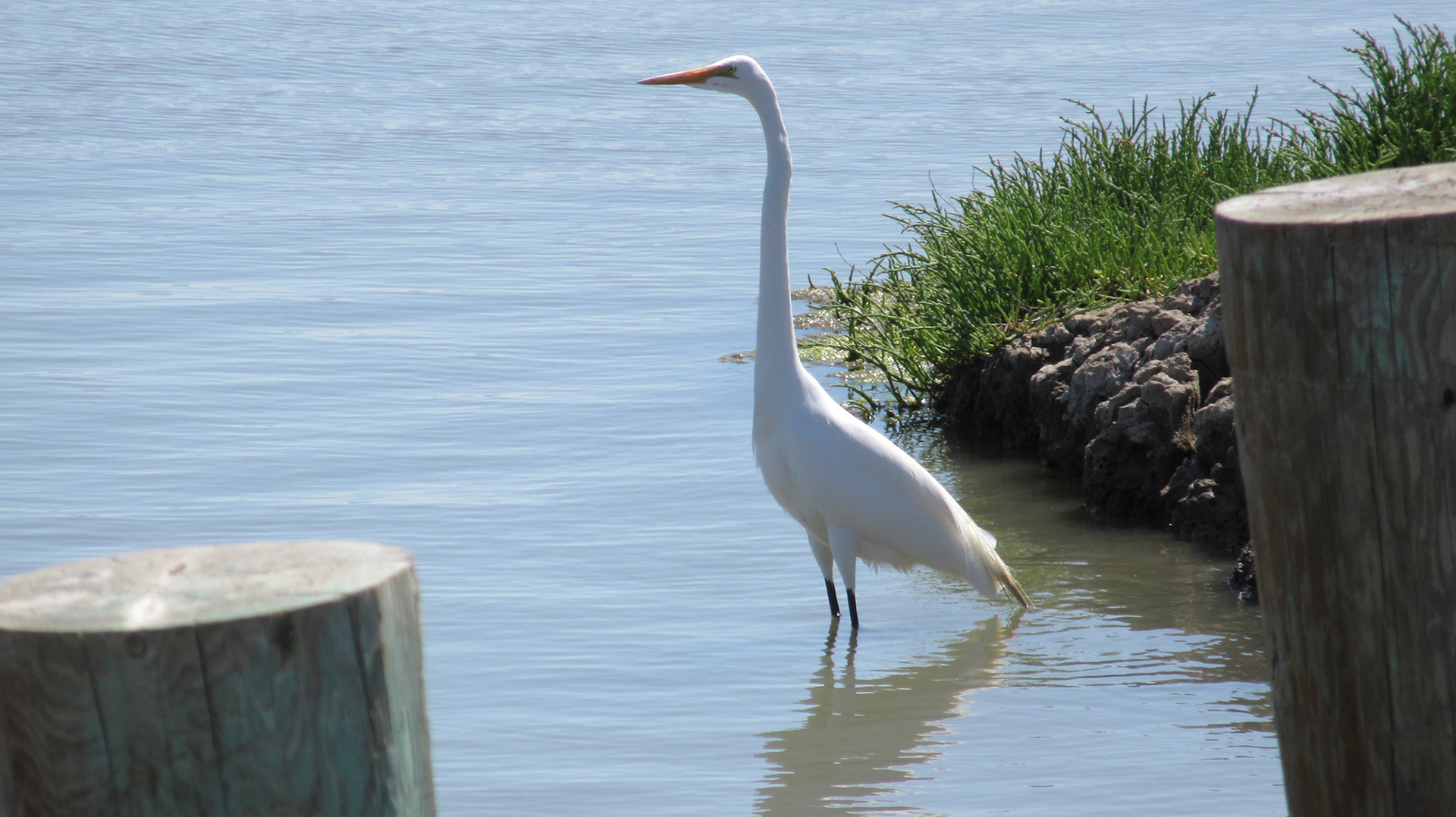 Ergret, Don Edward Wildlife Refuge, SF Bay Wetlands