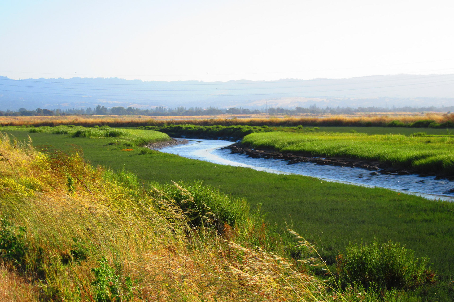 Stevens Creek Marsh Outflow, SF Bay Trail