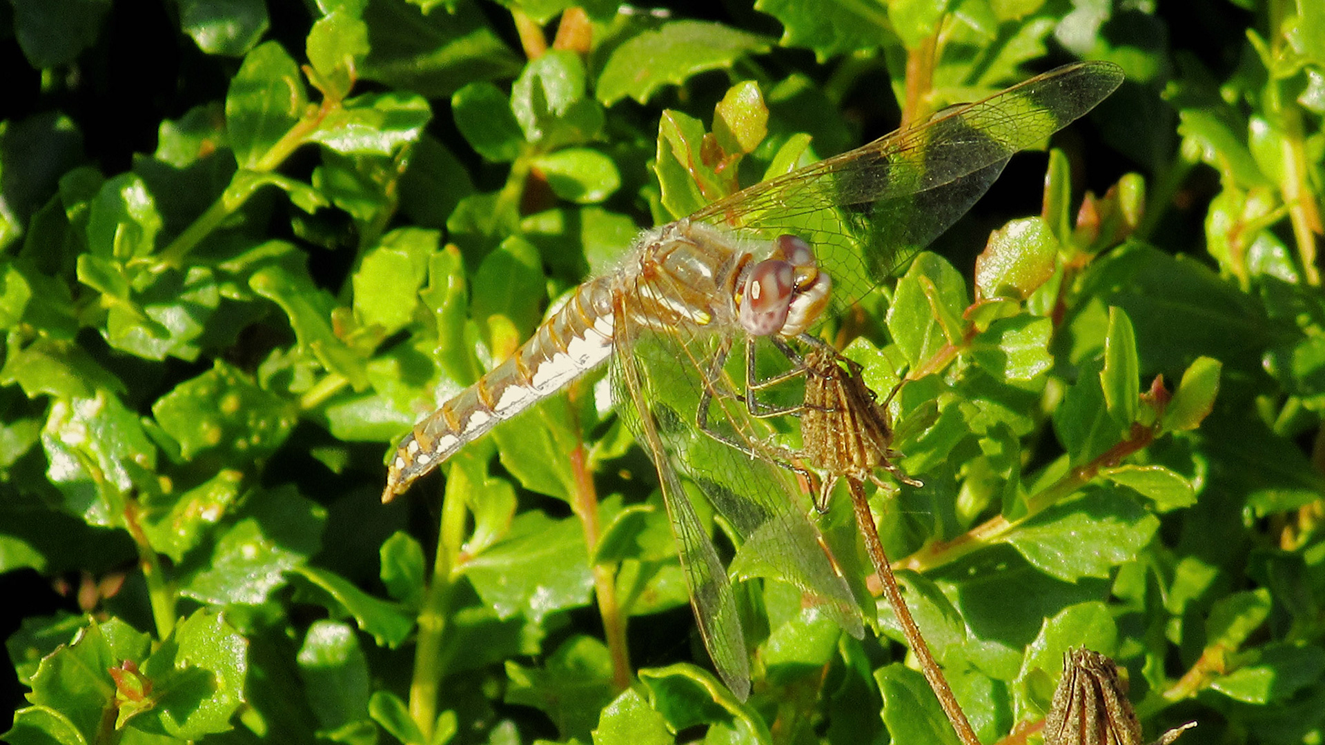 Dragonfly, Stevens Creek Trail, Mountain View, CA