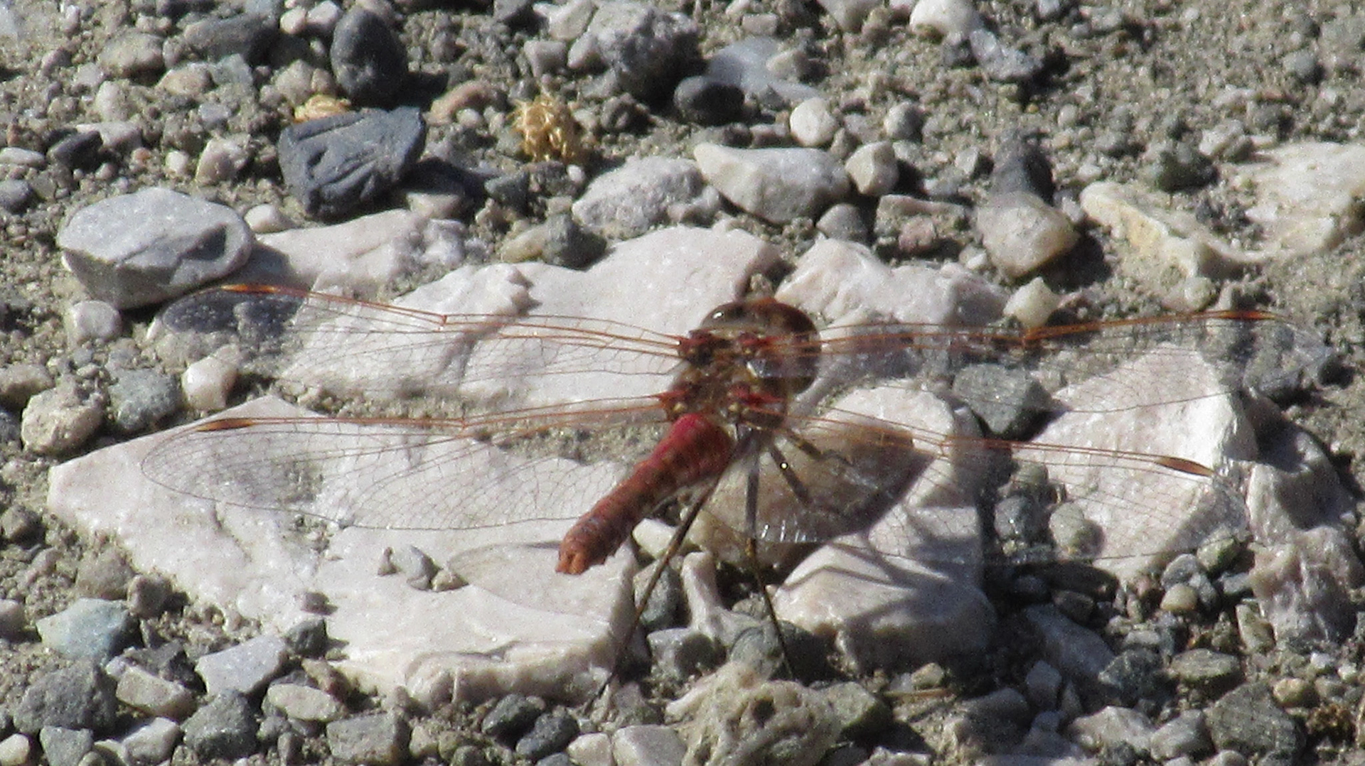 Dragonfly, Stevens Creek Trail