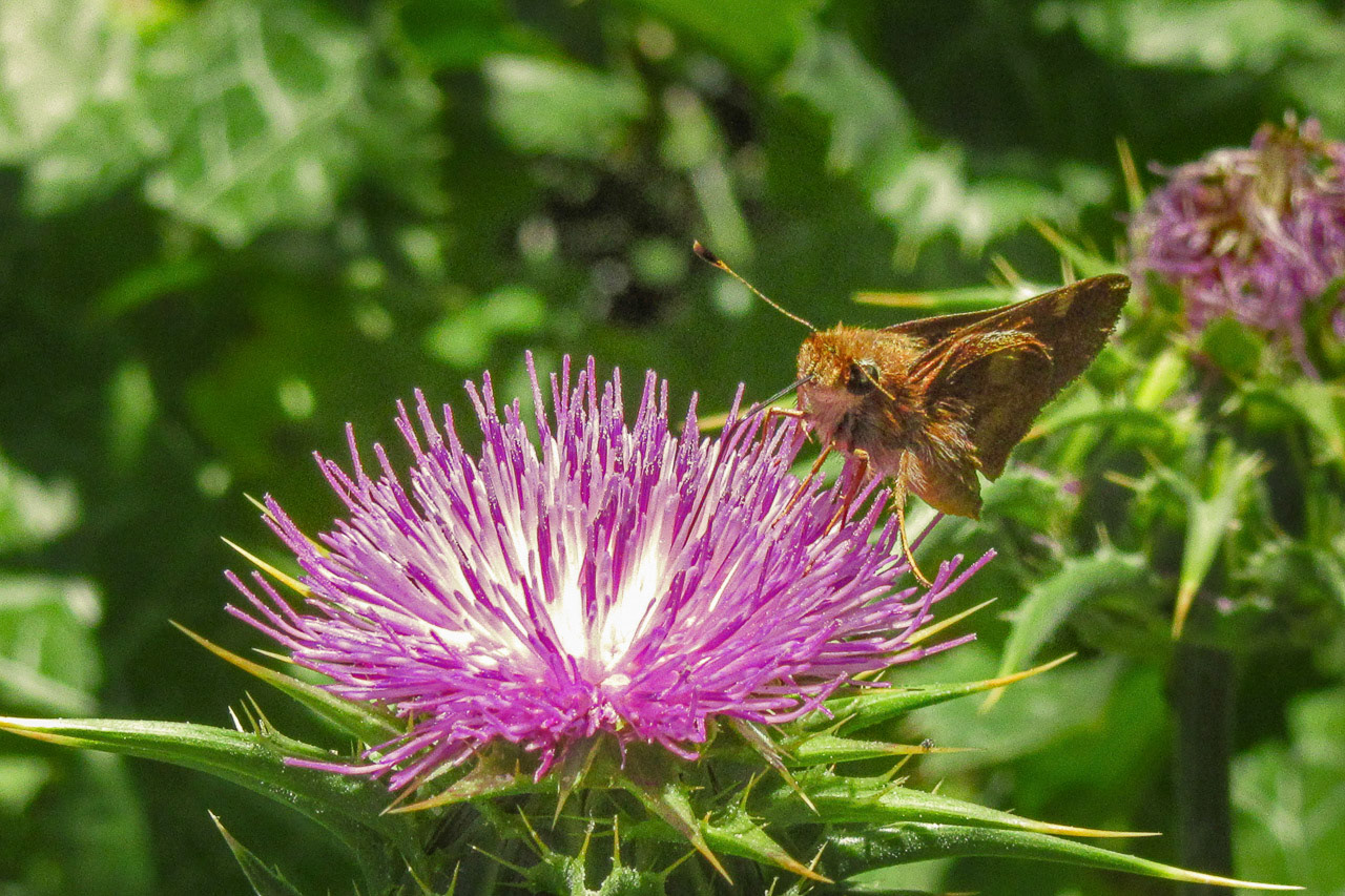 Umber Skipper (Poanes melane)