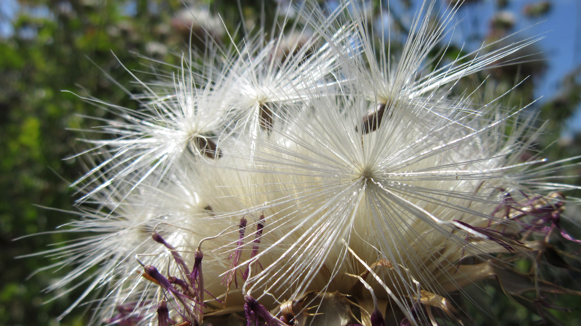 Thistle Seeds
