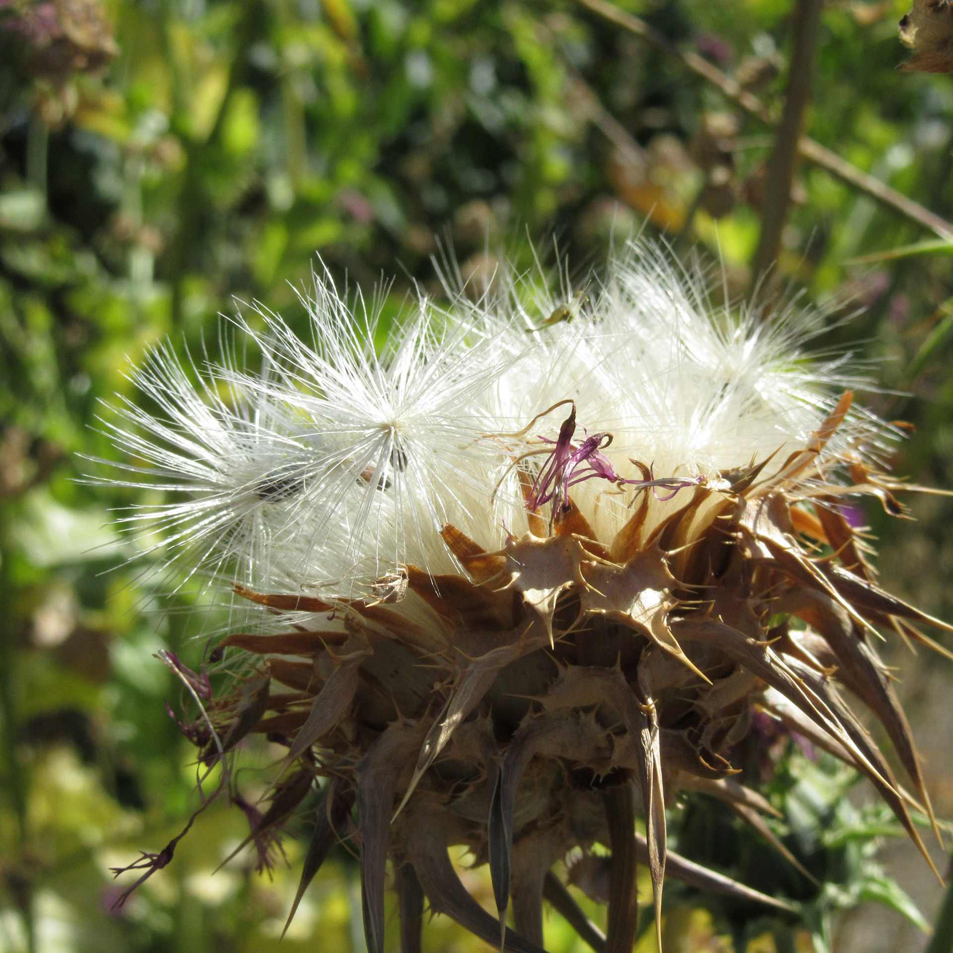 Thistle Seeds