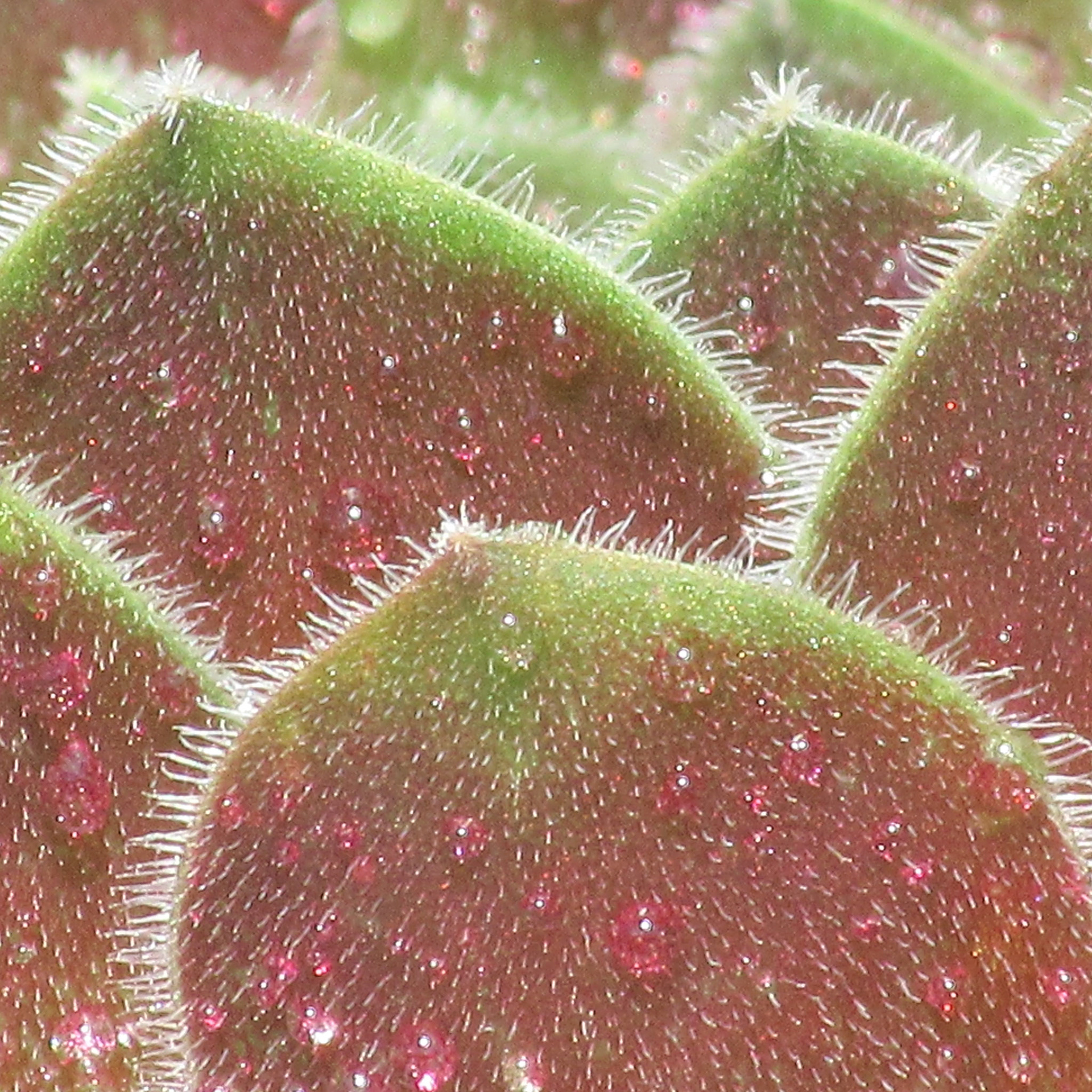 Catus Petals