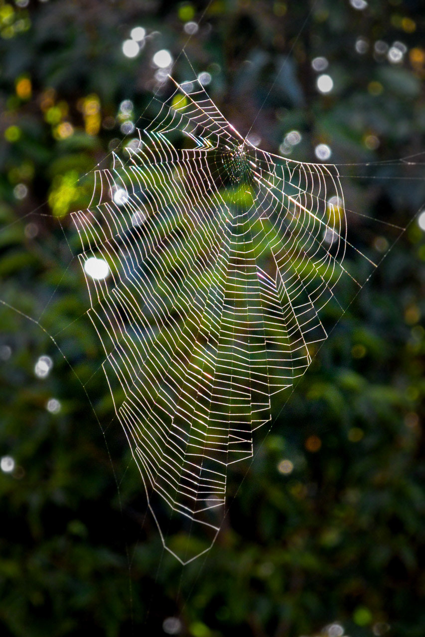 Spider Web