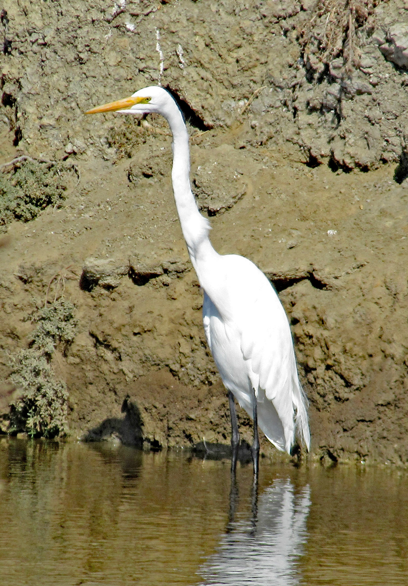 Great Egret, SF Bay Wetlands