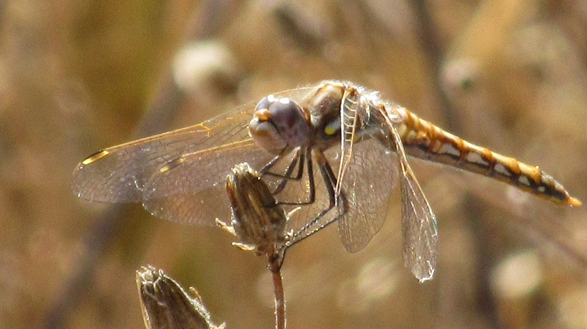 Dragonfly, Stevens Creek Trail, Mountain View, CA
