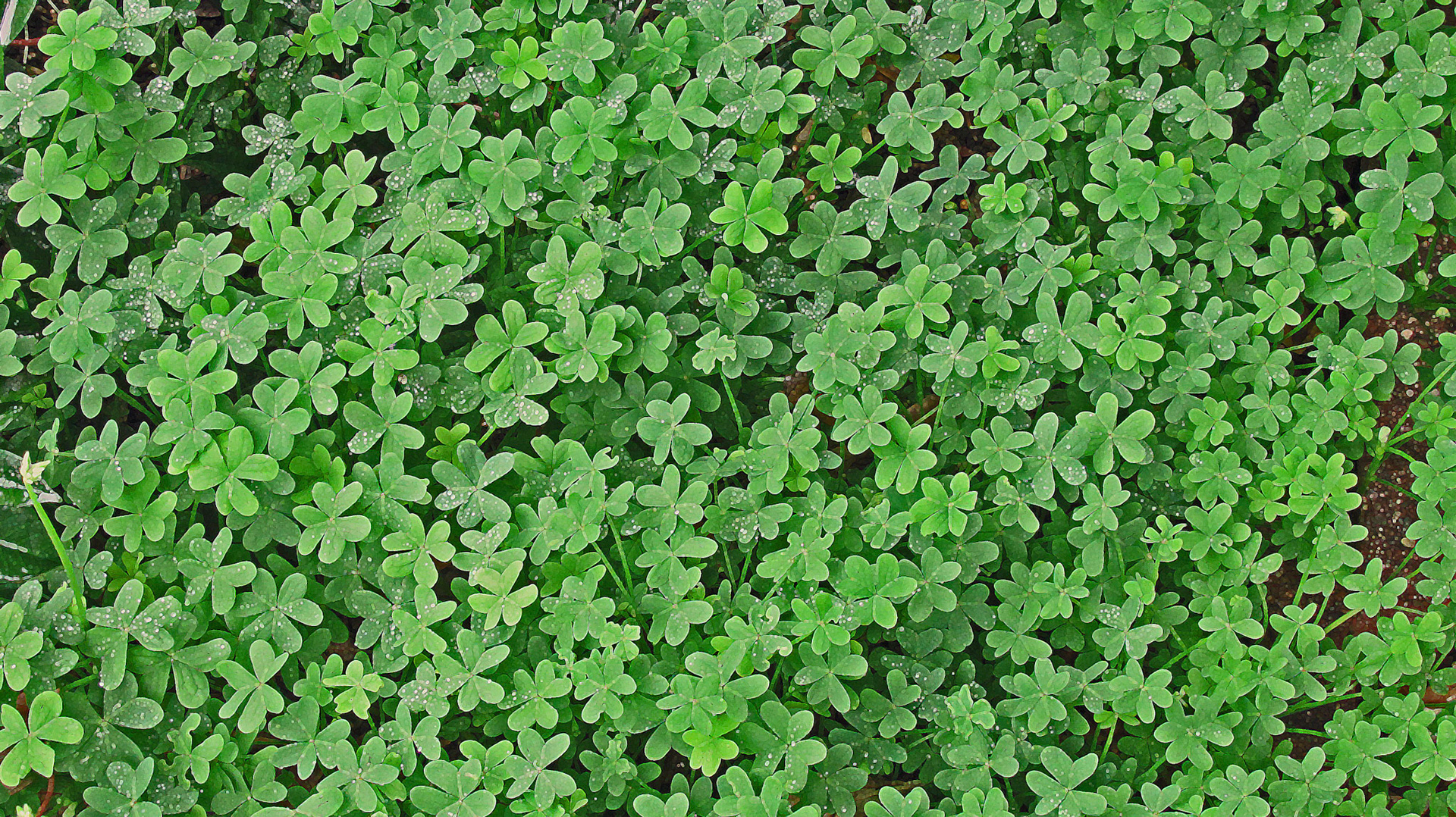 Clover Patch
