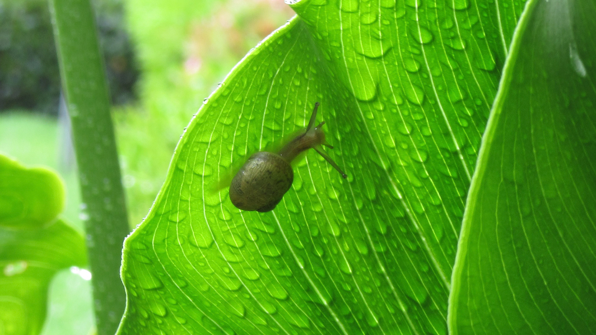 Snail On Lily Leaf During Spring Shower, Mountain View, CA