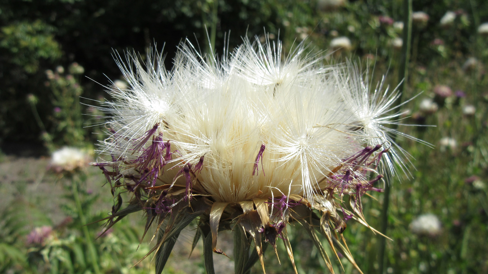 Thistle Seeds
