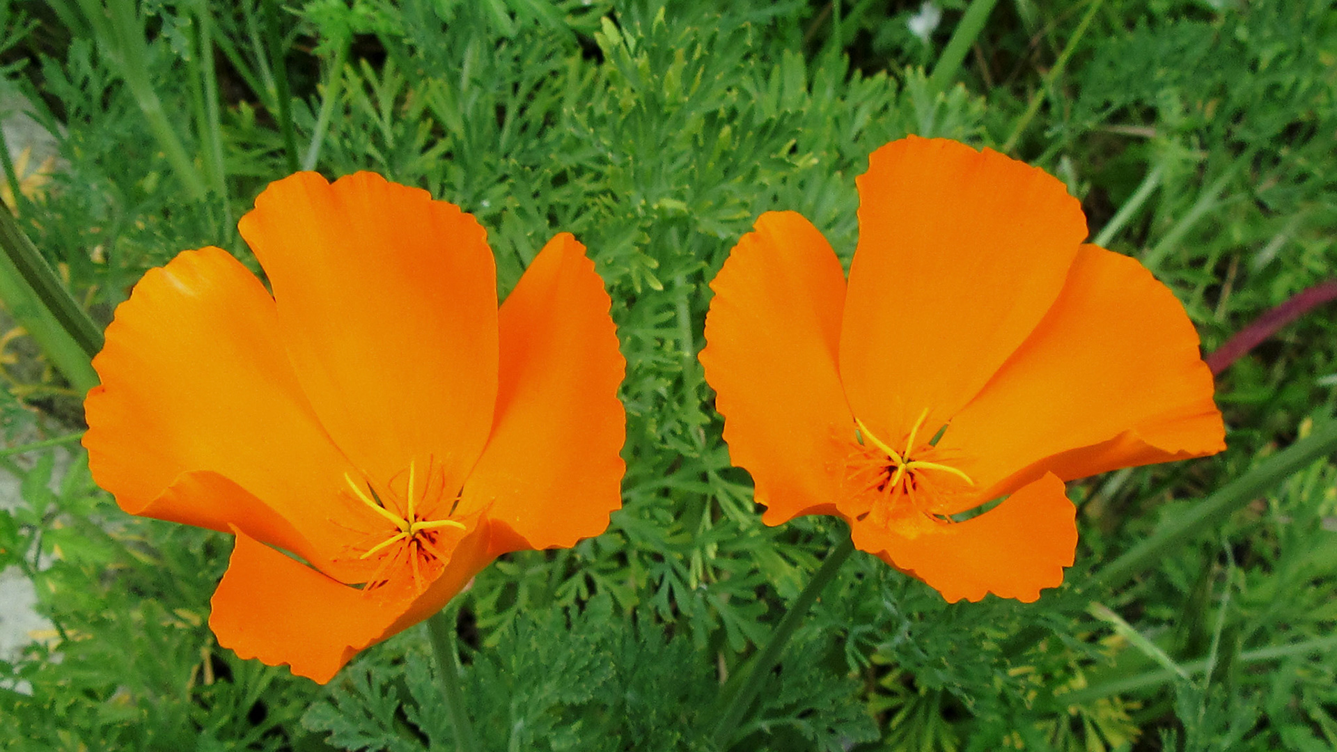 California Poppy