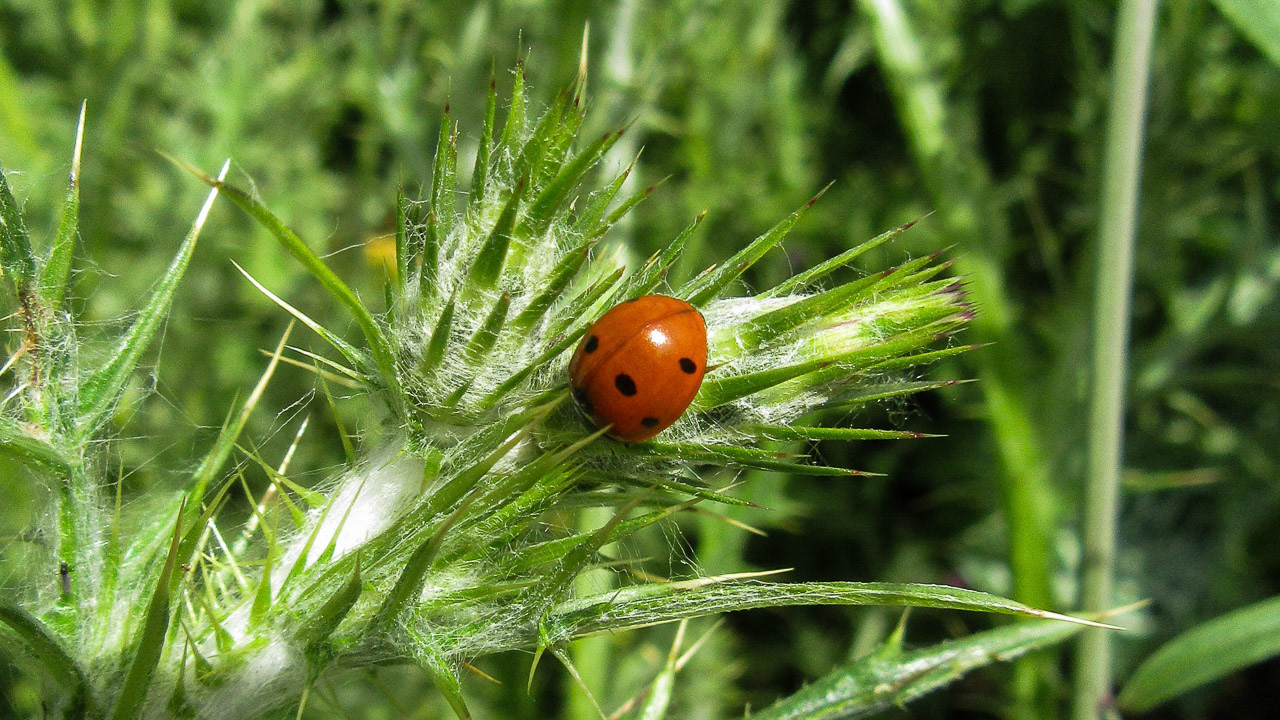 Lady Beetle, Coccinellidae. Stevens Creek, Mountain View, CA