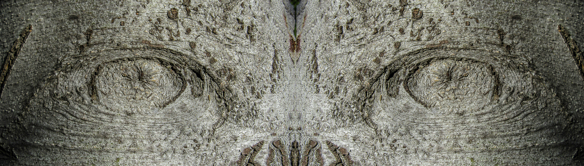 Tree Eyes - Mountain View, CA