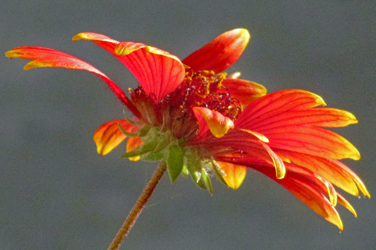 August Bloom