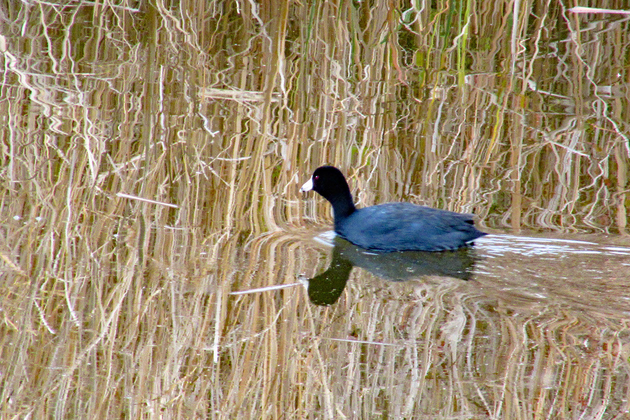 American Coot, SF Bay Wetlands, Bay Trail, Mountain View, CA