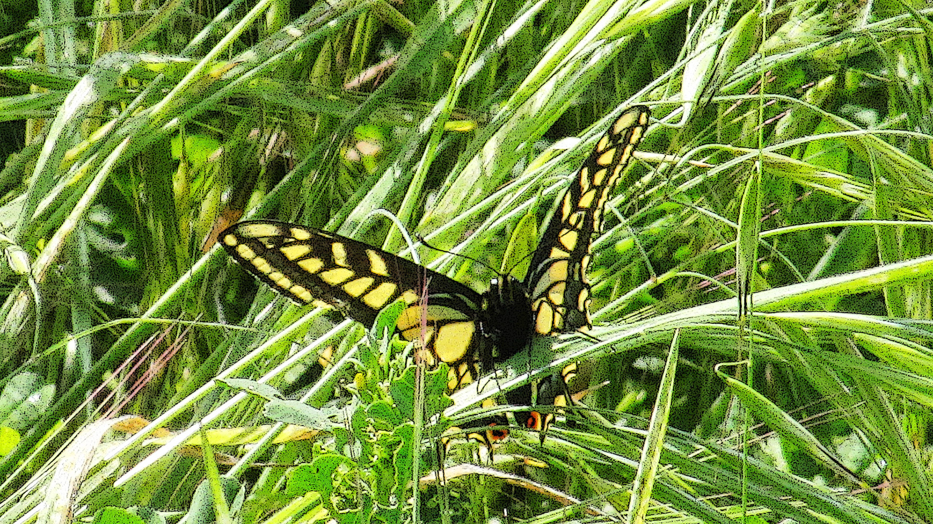 Yellow Tail Butterfly Stevens Creek Trail