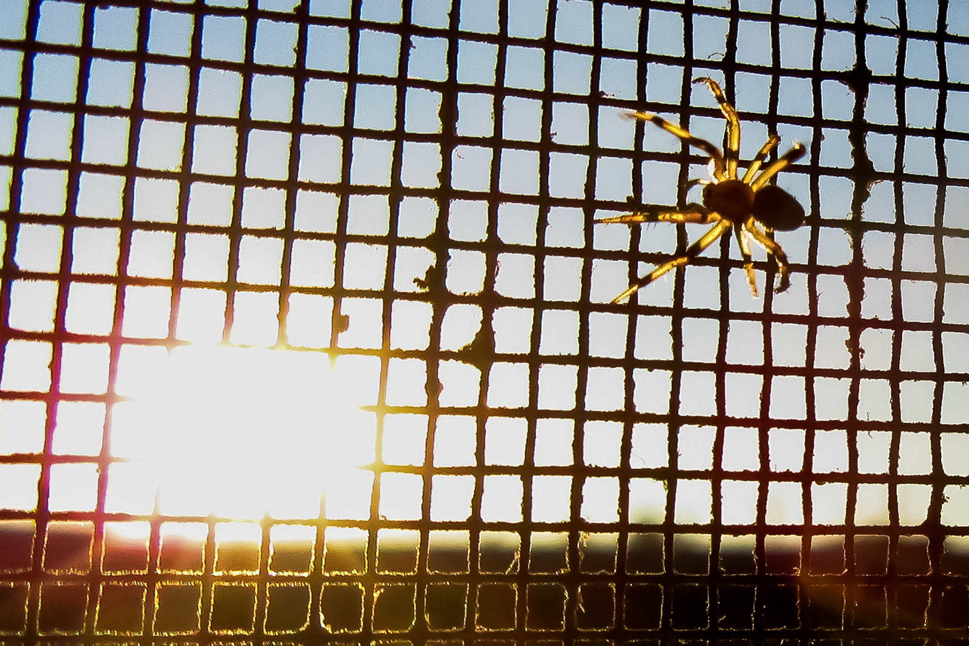 Spider on Screen Doorr