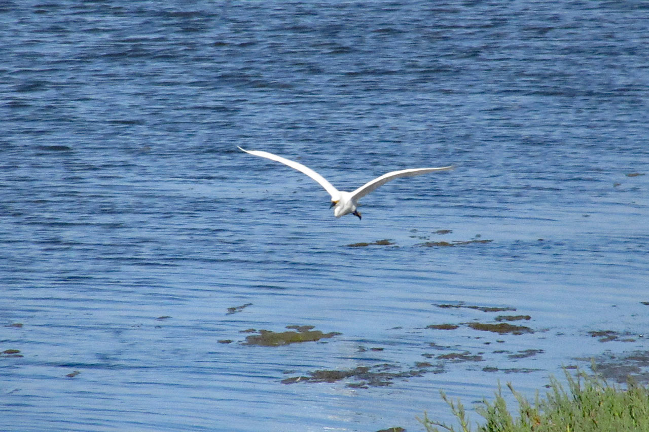 Great Egret In Flight, SF Bay Wetlands