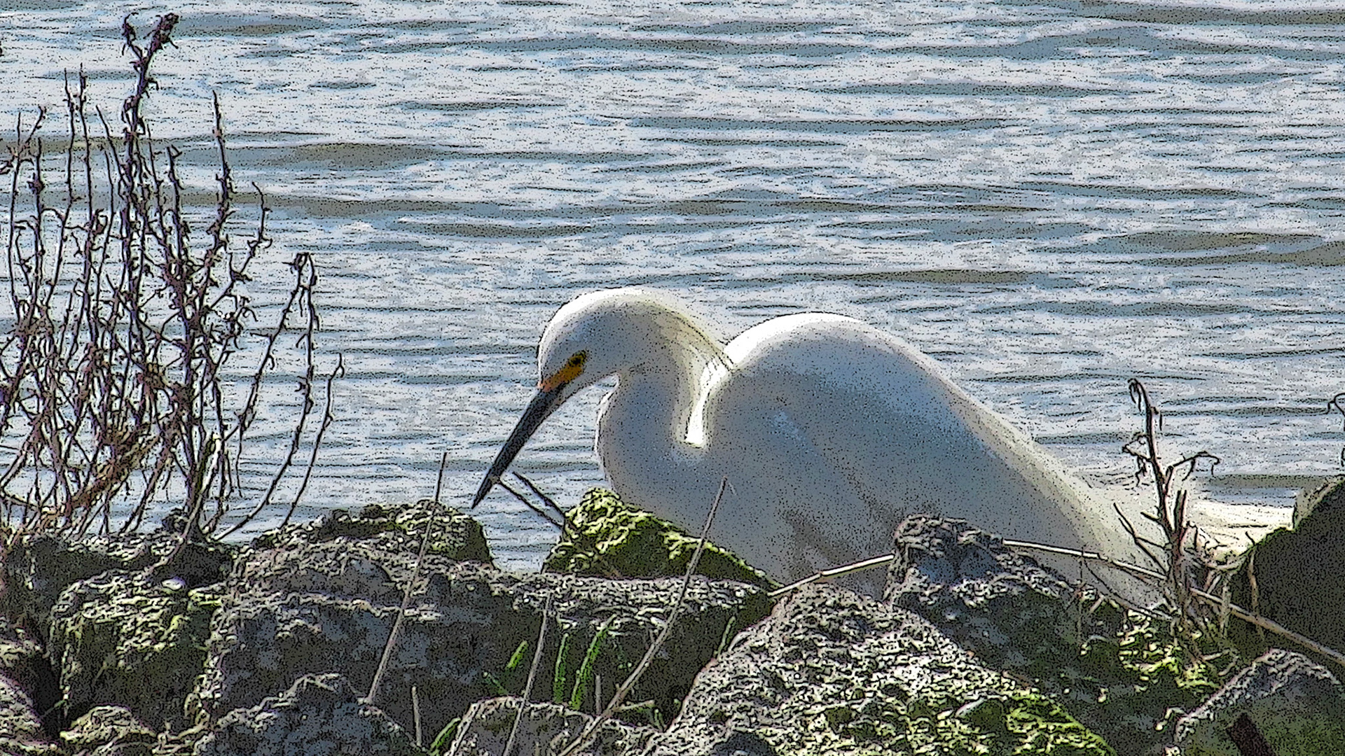 Great Egret, SF Bay Wetlands