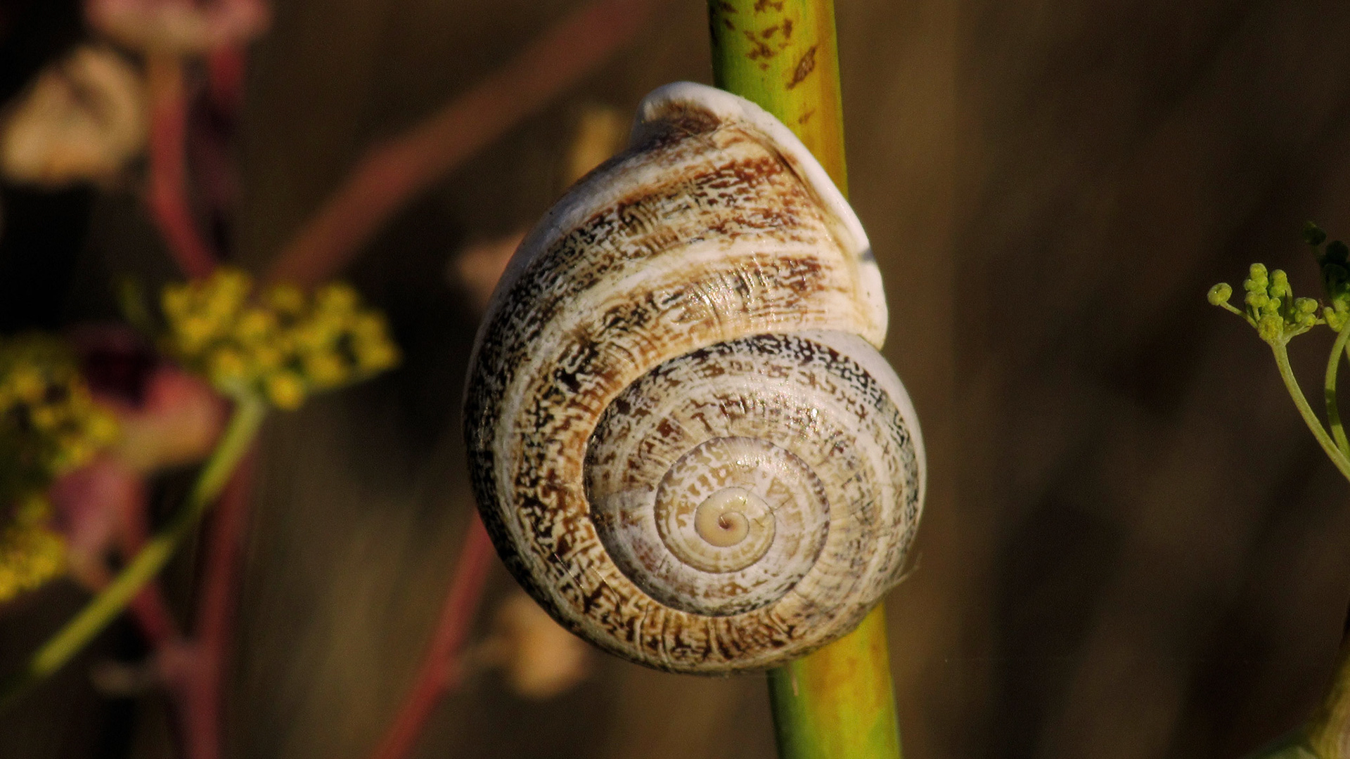 Snail On Plant Stem, Stevens Creek Trail, Mountain View, CA