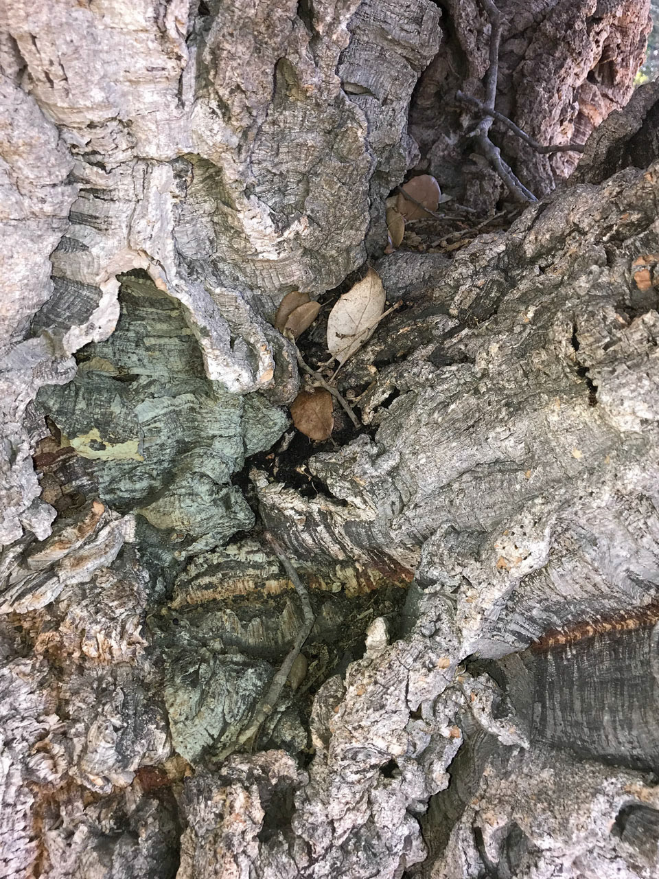 Emerging Face