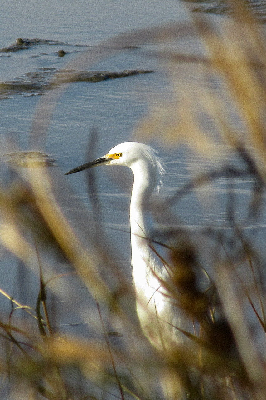 Snowy Egret, Stevens Creek Outflow, Mountain View, CA