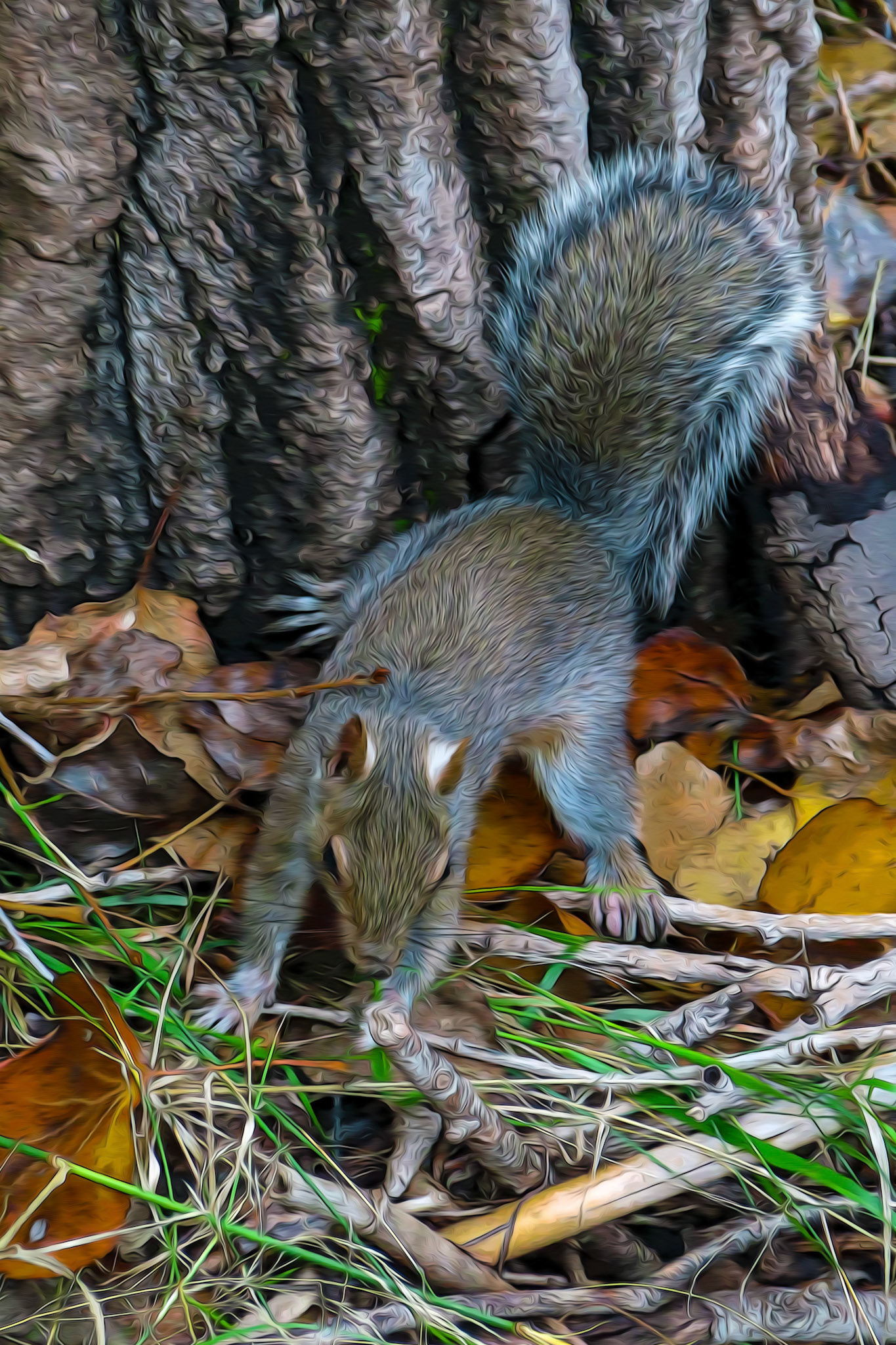 Squirel on the Ground