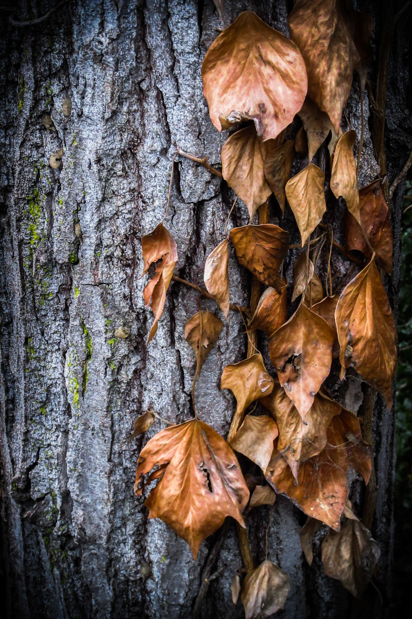 Ivy On Tree Bark In Winter