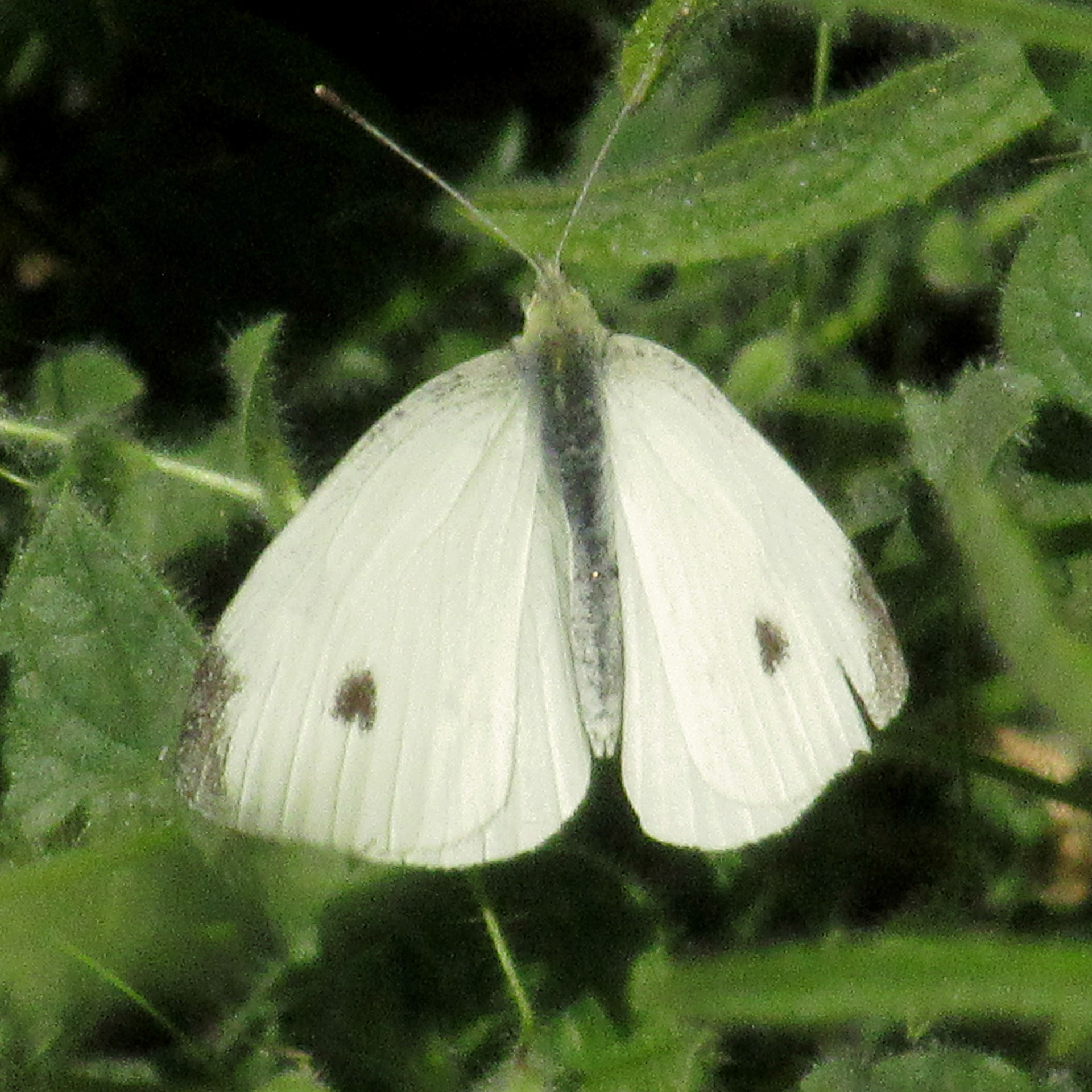 Butterfly, Stevens Creek Trail, Mountain View, CA