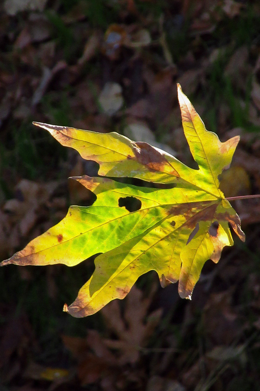 Leaf in Afternoon Sunlight