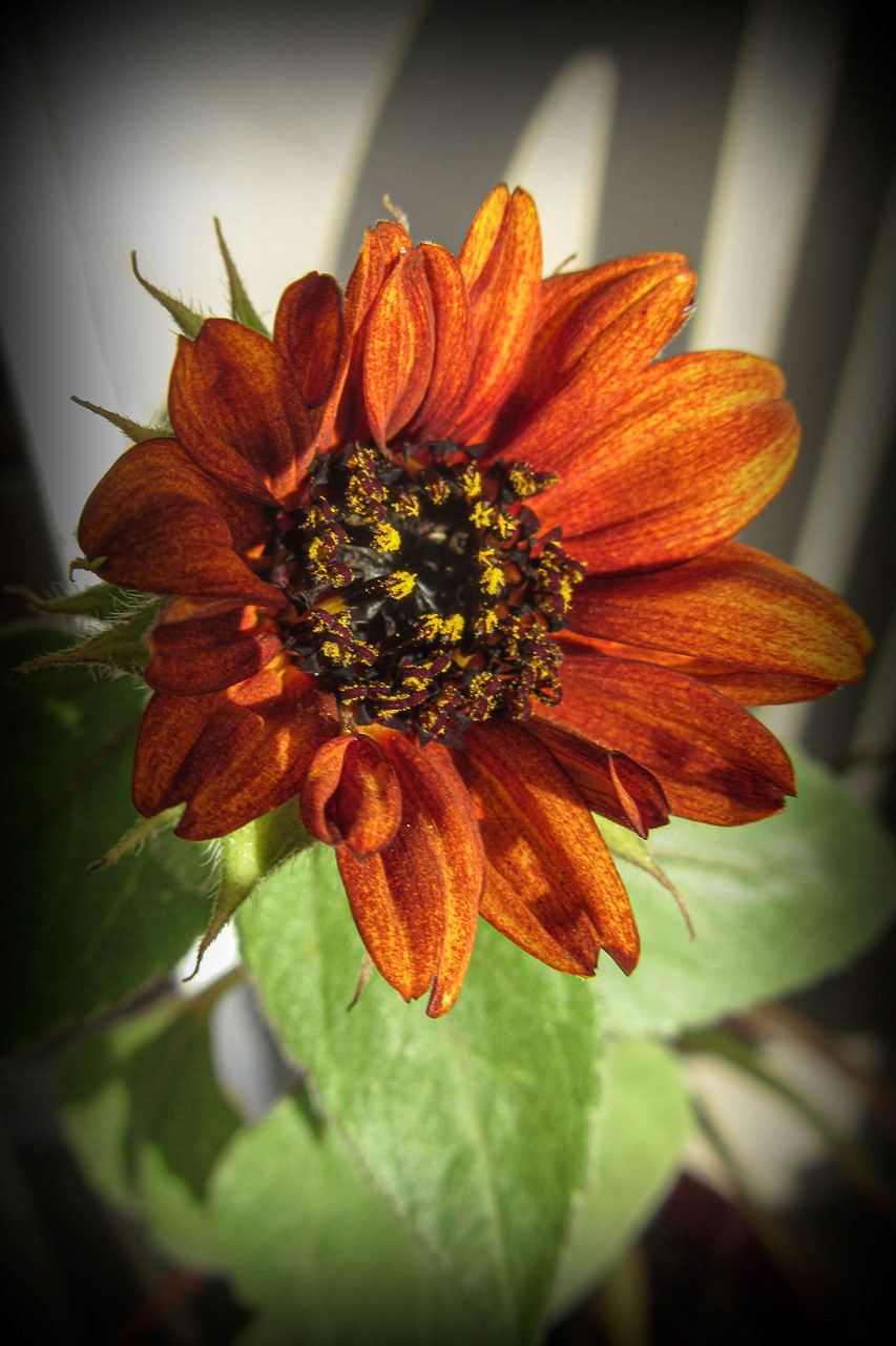September Bloom