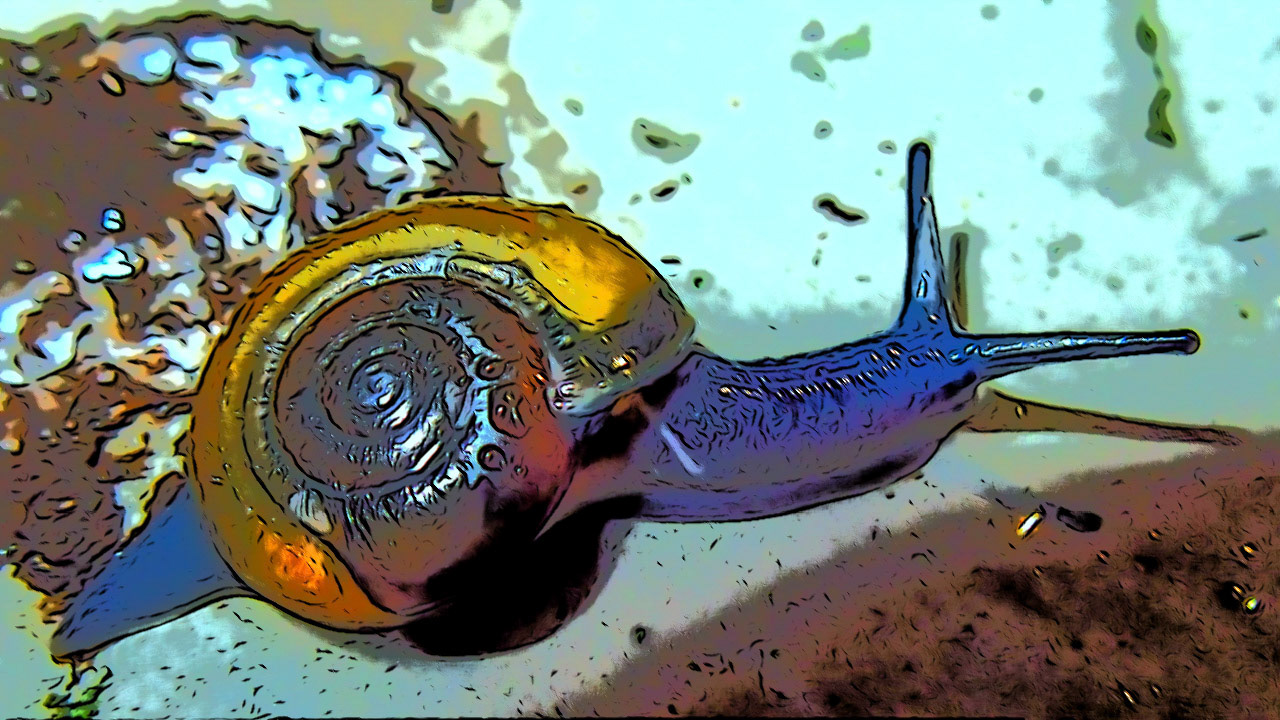Snail-At-Night