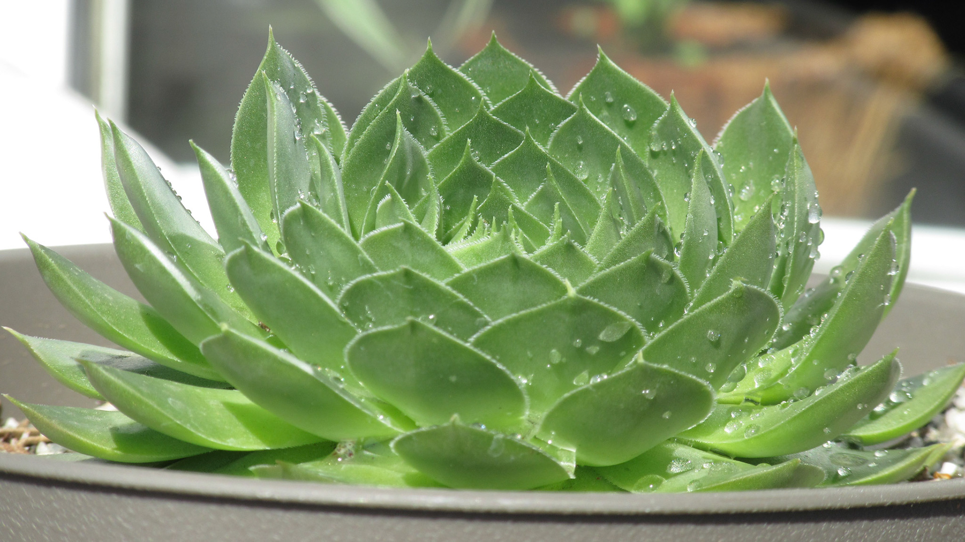 Catus Petals