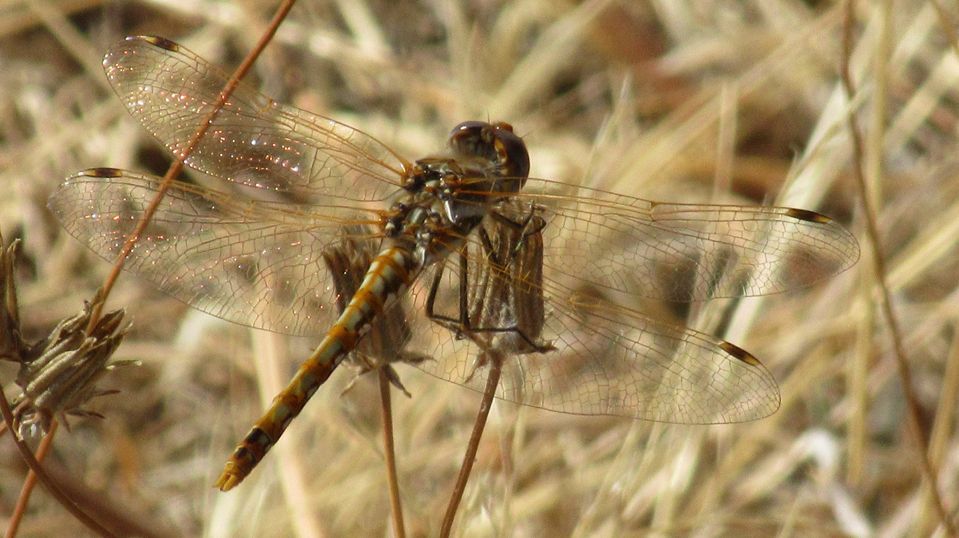 Dragonfly, Stevens Creek Trail, Mountain View, CA