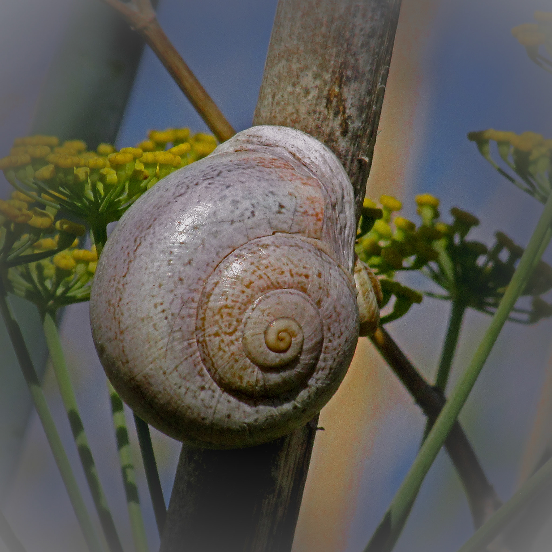 Snail On Plant Stem