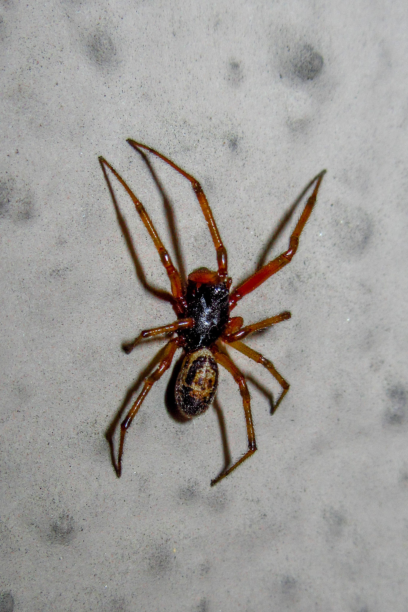 Spider On Stucco