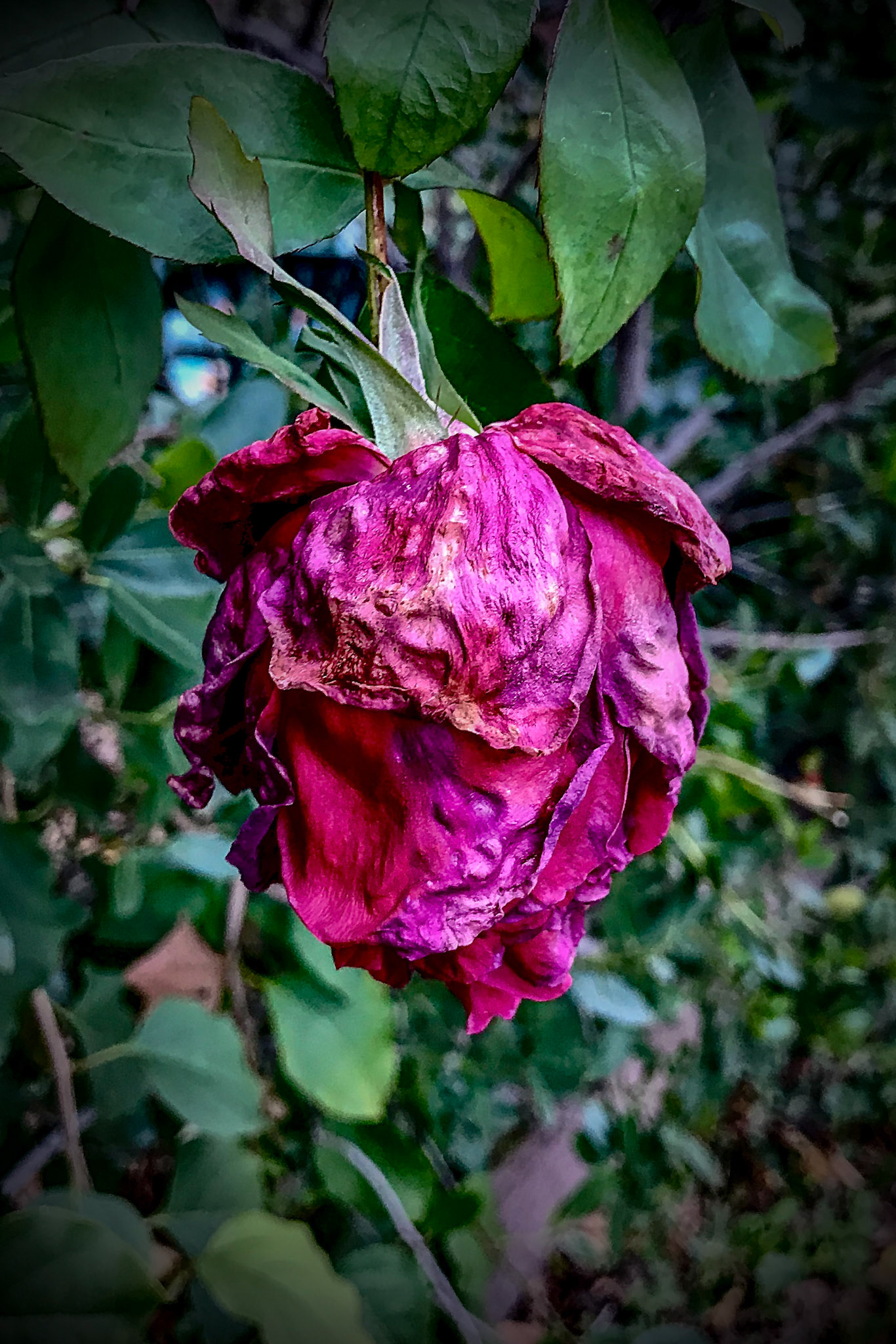 Withered Rose
