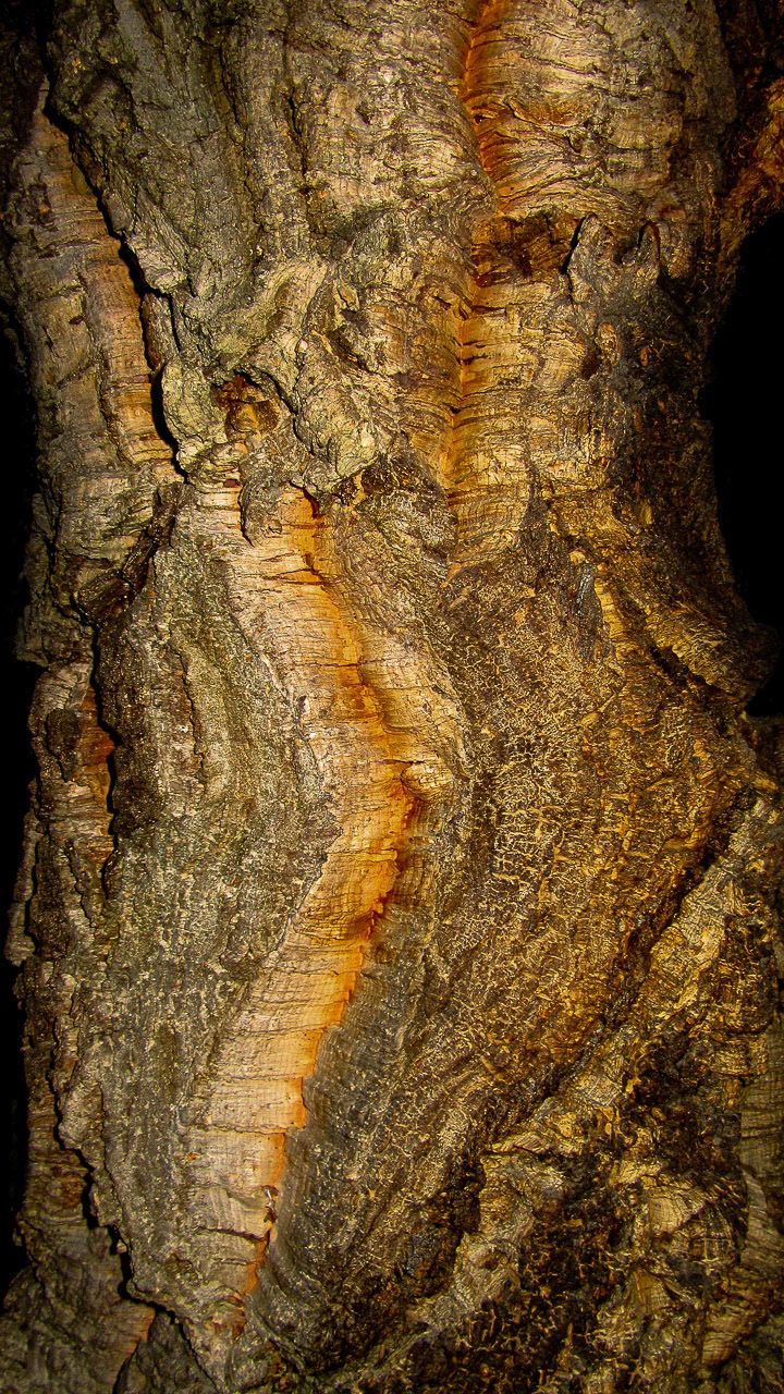 Written In A Tree's Bark - A Twisted View: Torment, Anguish & Healing